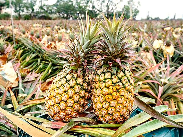 Taiwan Fresh Pineapple